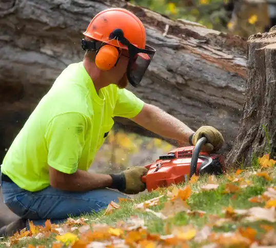 tree services Whitney